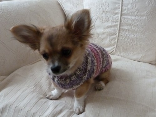 Hand knitted chihuahua tiny - chihuahua,