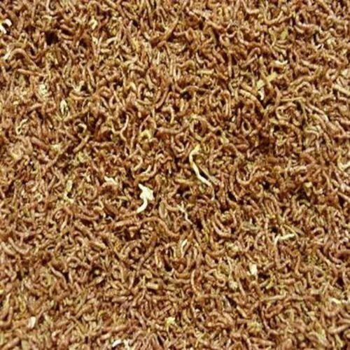 Freeze dried bloodworm - dried,