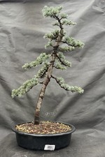 Cedrus Atlantica Glauca ‘ Blue Altas Cedar ‘ Bonsai tree 