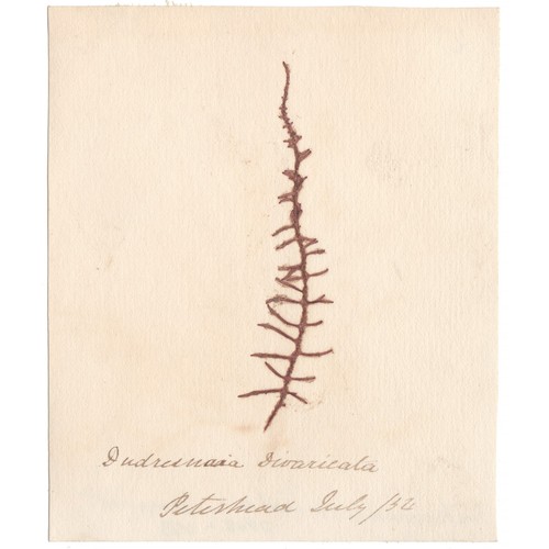 Antique 1833 scottish dried - 1833,