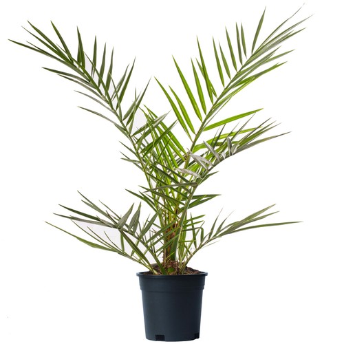 Phoenix canariensis tree rare - canariensis,