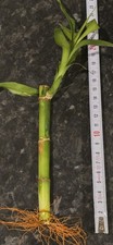 15cm Lucky Bamboo Stem Dracaena Sanderiana Lucky Good Luck Fen Shui Aquarium