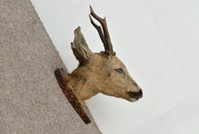 Vintage taxidermy roe deer head shield mounted (Capreolus capreolus)