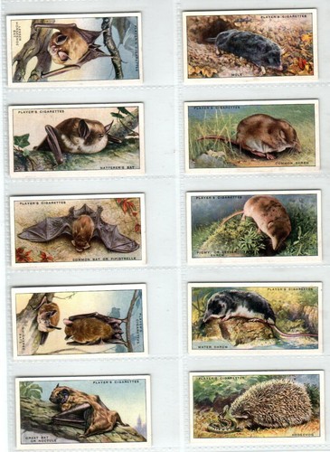 Players animals the - players:,