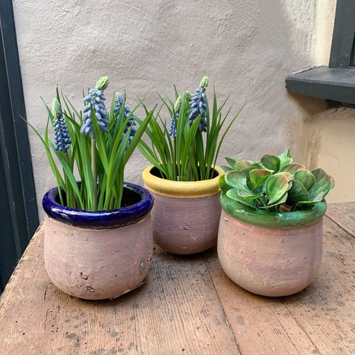 Rustico terracotta plant - rustico,