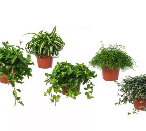 Mixed mystery houseplants - x,