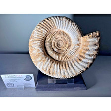 Large Ammonite and display