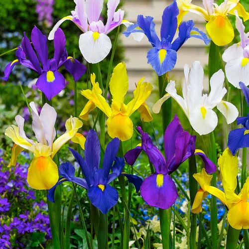 Dutch hollandia iris mix - 50,