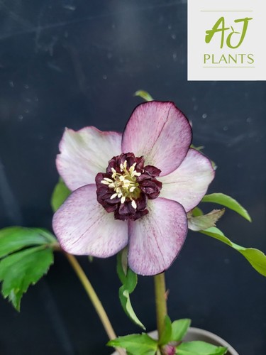 Helleborus orientalis single - helleborus,