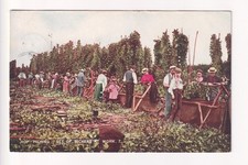 Hop-Picking - Set of Pickers at Work - 1905 used postcard, Kent postmark