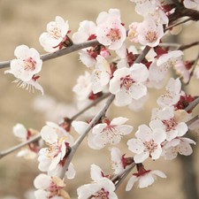 Flowering Trees, Fuji Cherry Kojo-no-Mai, Compact, Winter Hardy, 3 x 9cm Pots