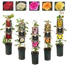 Climbing Rose in 2 Litre Pot -