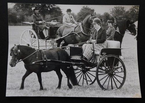 Shetland pony trap cart - pony, &
