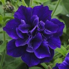 6 Scented Double Trailing