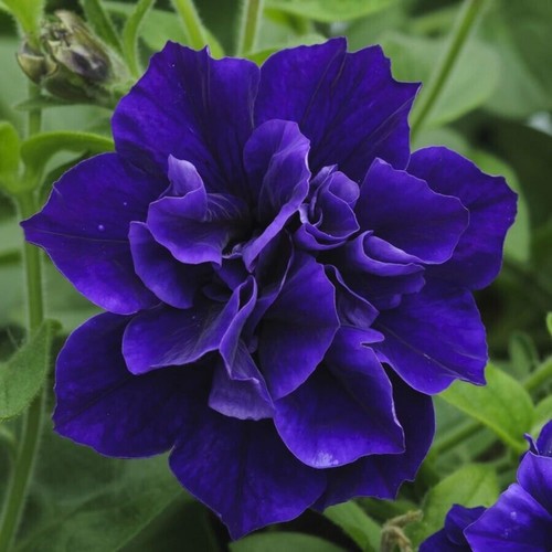 Scented double trailing - 6,