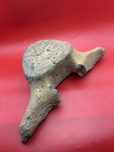 Giant leviathan vertebra - leviathan,