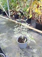 eucryphia Lucida Gilt Edge