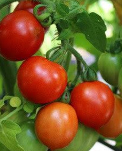Tomato principe borghese - principe, x