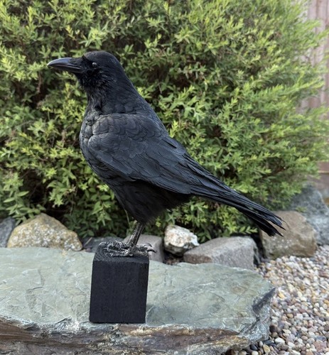 Taxidermy crow not - taxidermy, raven