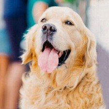 Dog Animal 5D Diamond Painting