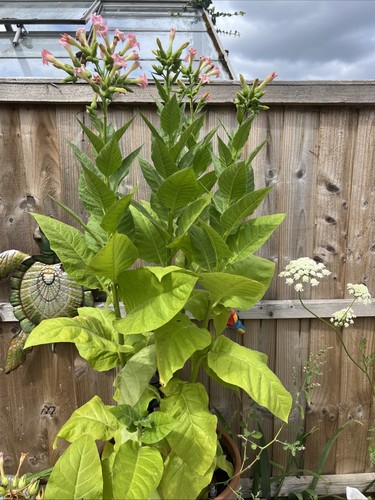 Organic grown golden - uk,