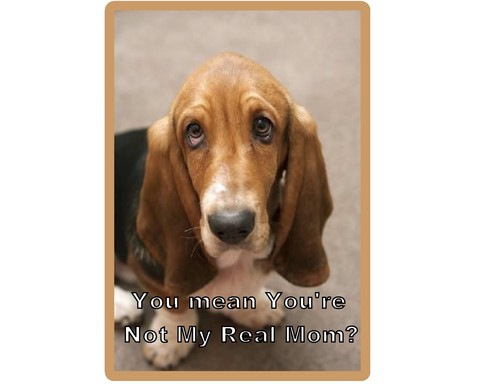 Funny dog basset hound puppy - funny,