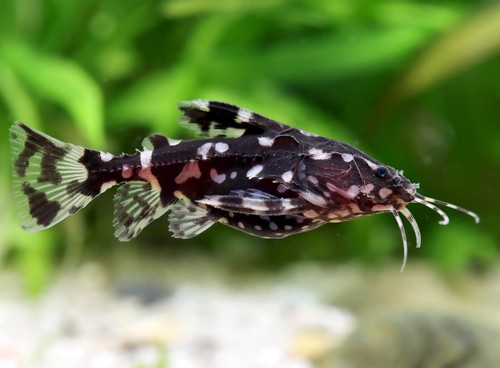 Pack spotted raphael catfish - spotted,