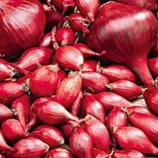 Onion Sets -RED BARON  Onions Sets (Easy way to grow Onions) x100 Ready