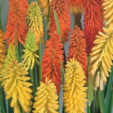 Pack x6 Red Hot Poker Kniphofia 'Flamenco' Perennial Garden Plug Plants