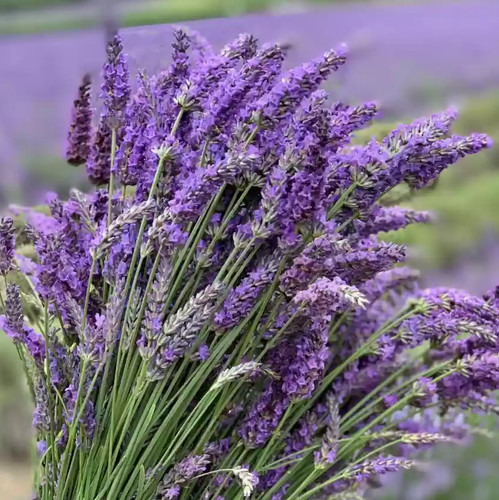 Live lavender provence plug - lavender,