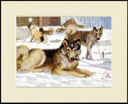 Siberian husky sled dog art - sled,