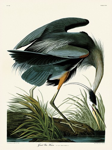 John james audubon great - john,