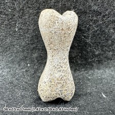 Fossil genuine dinosaur bone