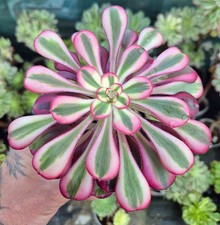 Aeonium 'Chanel' -  Mature