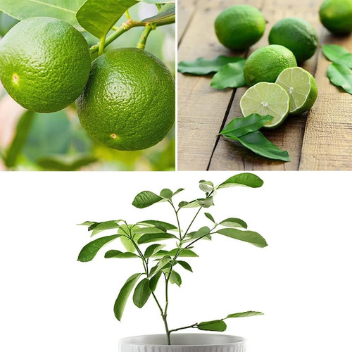 Lime tree plant - plant, fruit