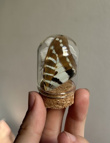 Small medium butterfly wing - butterfly,