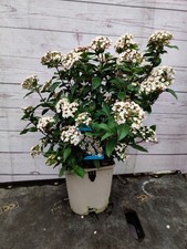 4L Viburnum 'Eve Price' Pretty