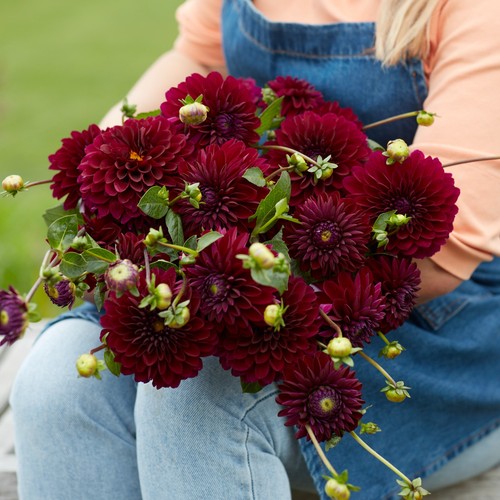 Dahlia tuber black lars - tuber,