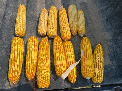 Squirrel food corn the - corn, cob