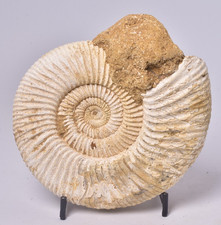 Ammonite perisphinctes middle - ammonite, perisphinctes,