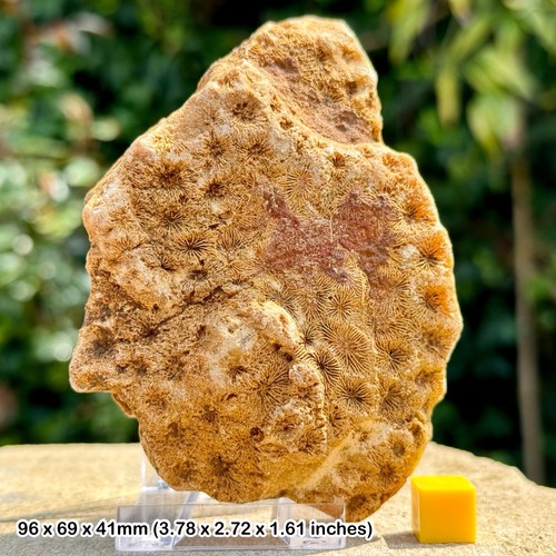 Authentic british jurassic - authentic,