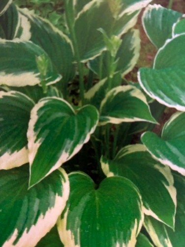 Hosta patriot well - 1,