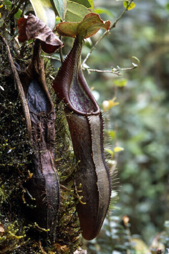 Nepenthes izumiae - nepenthes,