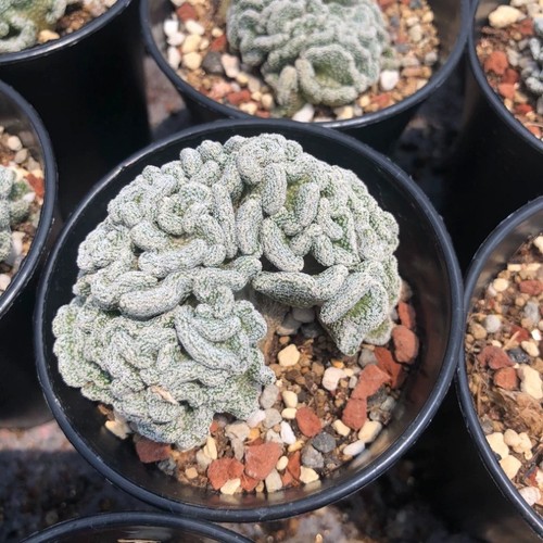 6cm succulent cactus - cactus, plant