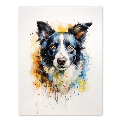 Border collie dog - border, gift