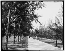 Palm beach florida bicycles - palm,