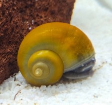 Jade Mystery Snails - Various