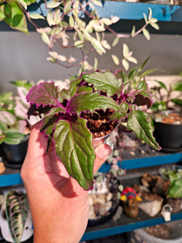 Gynura purple passion - 💜gynura,