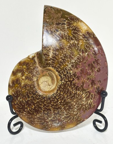 Large ammonite madagascan - large,