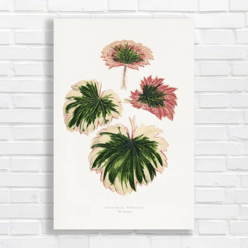 Botanical illustration - botanical,